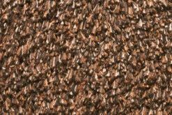 Natuflex Droogloopmat - 100x60cm - Donker Bruin - Deurmat -Huis Verkoop natuflex droogloopmat donker bruin deurmat 3 1